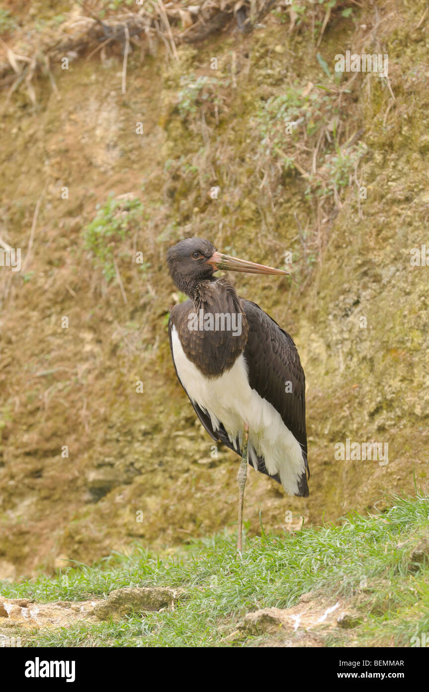 Cicogna Nera Ciconia nigra fotografato in Spagna Foto Stock