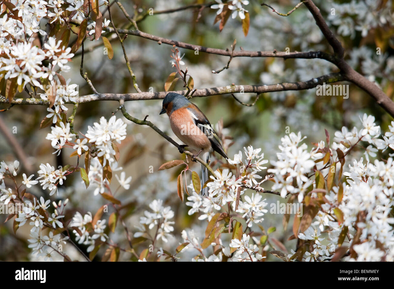 Fringuello, (Fringilla coelebs), maschio Foto Stock