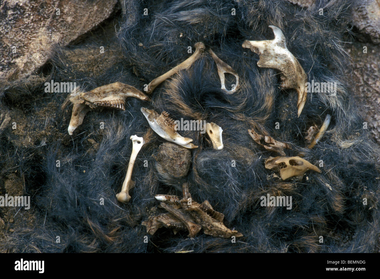 Chiarite Allocco pellet (Strix aluco) che mostra resti di scheletro di topo  con le ossa e di teschi Foto stock - Alamy