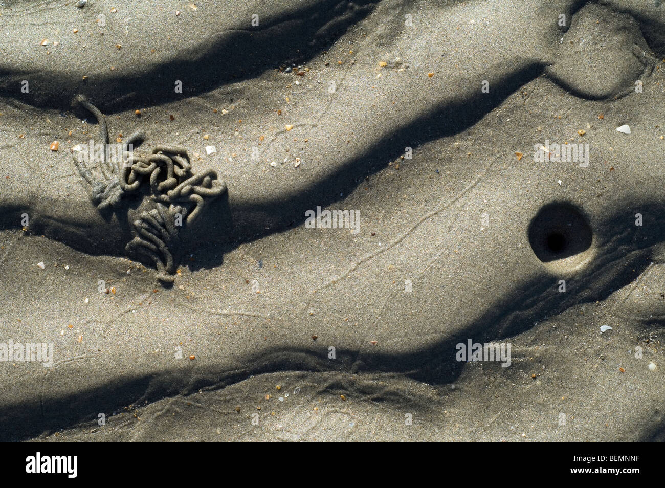 Lugworm / Sandworm Arenicola (marina) burrow che mostra il foro di soffiaggio e cast di sedimento defaecated sulla spiaggia lungo la costa del Mare del Nord Foto Stock