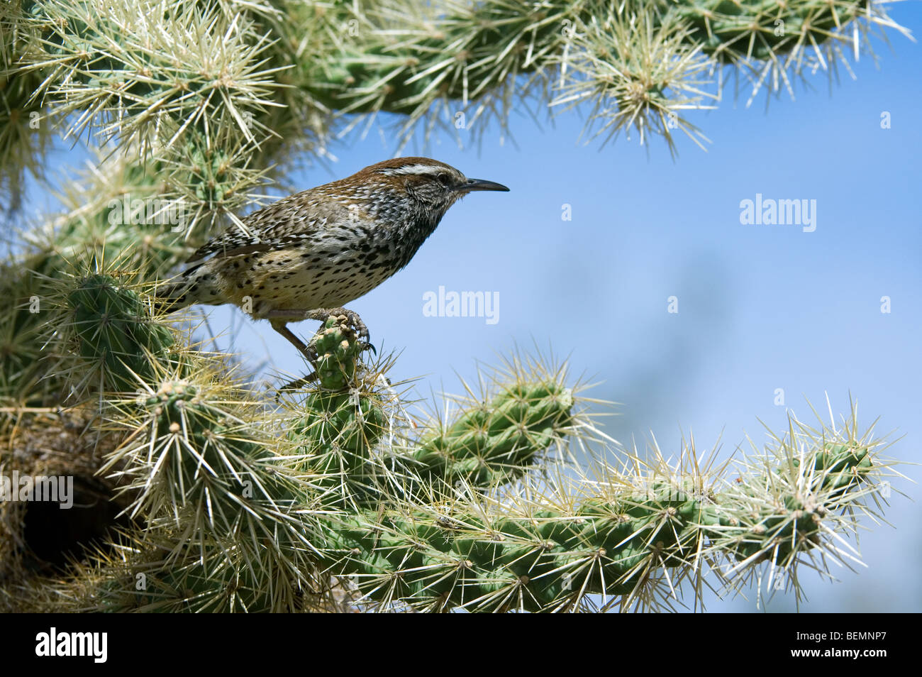 Cactus wren (Campylorhynchus brunneicapillus) a nido in catena frutta / Jumping cholla nel deserto di Sonora, Arizona, Stati Uniti d'America Foto Stock