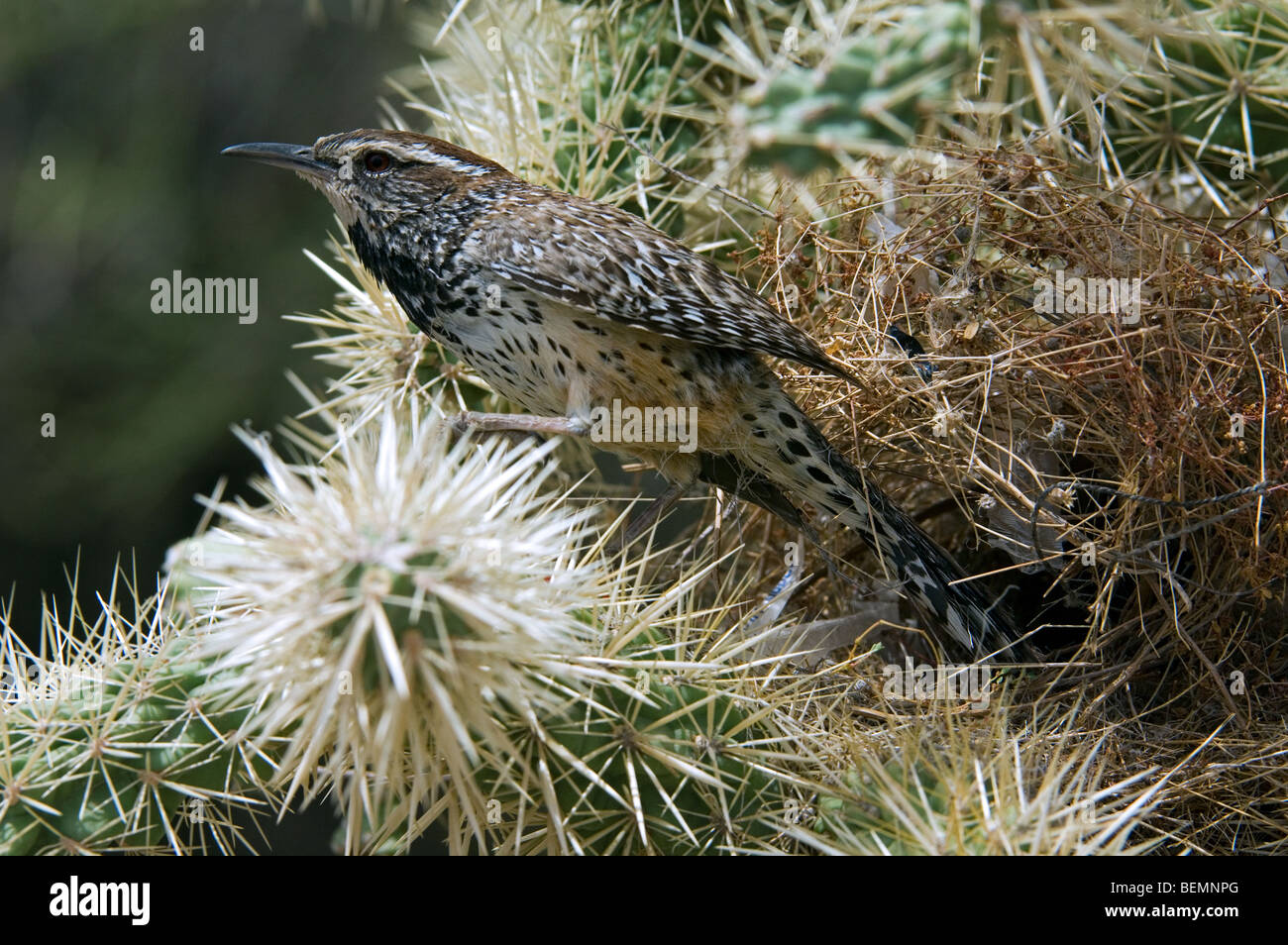 Cactus wren (Campylorhynchus brunneicapillus) a nido in catena frutta / Jumping cholla nel deserto di Sonora, Arizona, USA Foto Stock