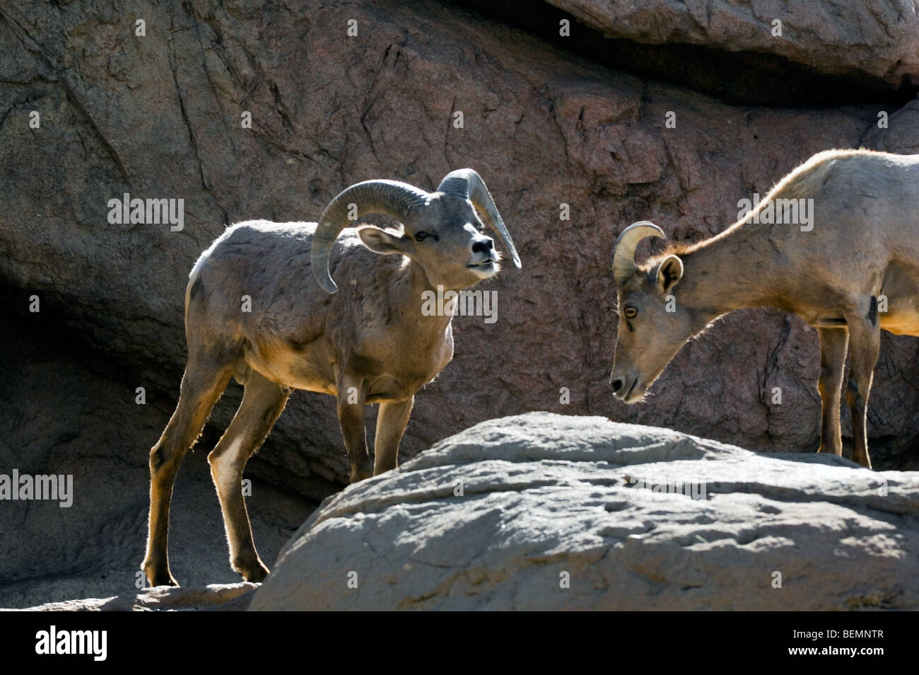 Due di Nelson's / Desert bighorn (Ovis canadensis nelsoni) in piedi nella roccia, Arizona, Stati Uniti d'America Foto Stock