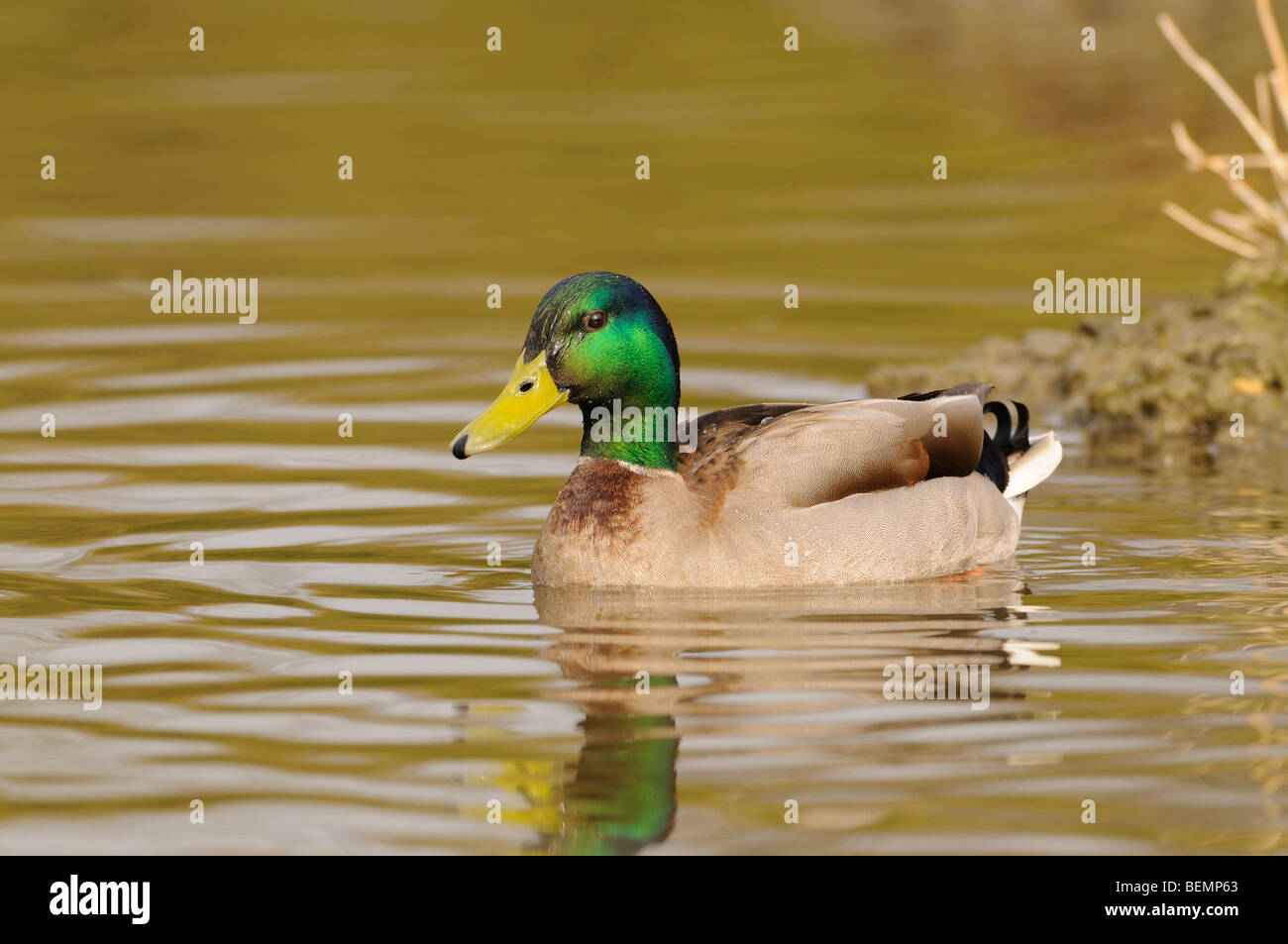 Germano reale Anas platyrhynchos Drake fotografato in Inghilterra Foto Stock