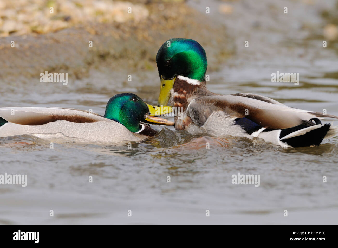 Germano reale Anas platyrhynchos I draghetti combattimenti fotografato in Inghilterra Foto Stock