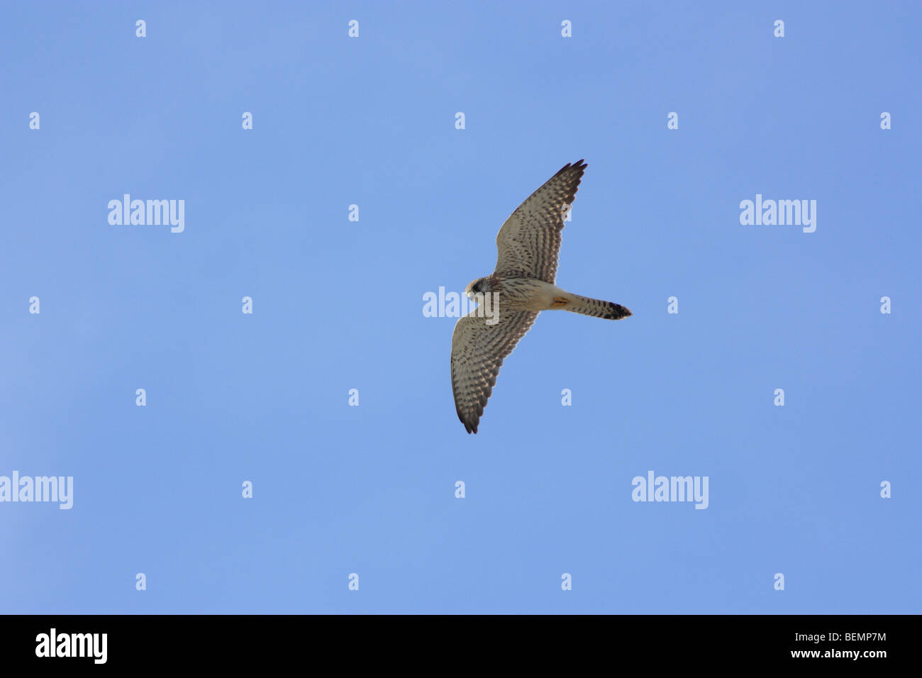 Il Gheppio, il Falco tinnunculus Foto Stock