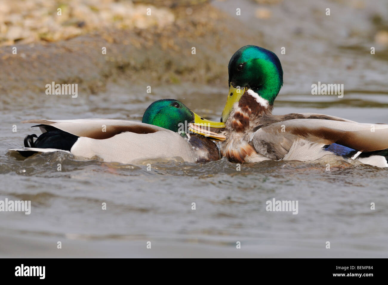 Germano reale Anas platyrhynchos I draghetti combattimenti fotografato in Inghilterra Foto Stock