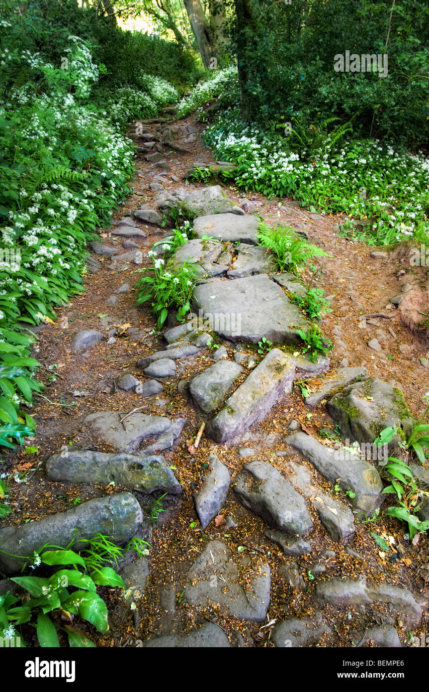 Antica pietra sentiero pubblico noto come offa's Dyke path nelle vicinanze del Tintern nel Monmouthshire refilato con tappeto di aglio selvatico fiori Foto Stock