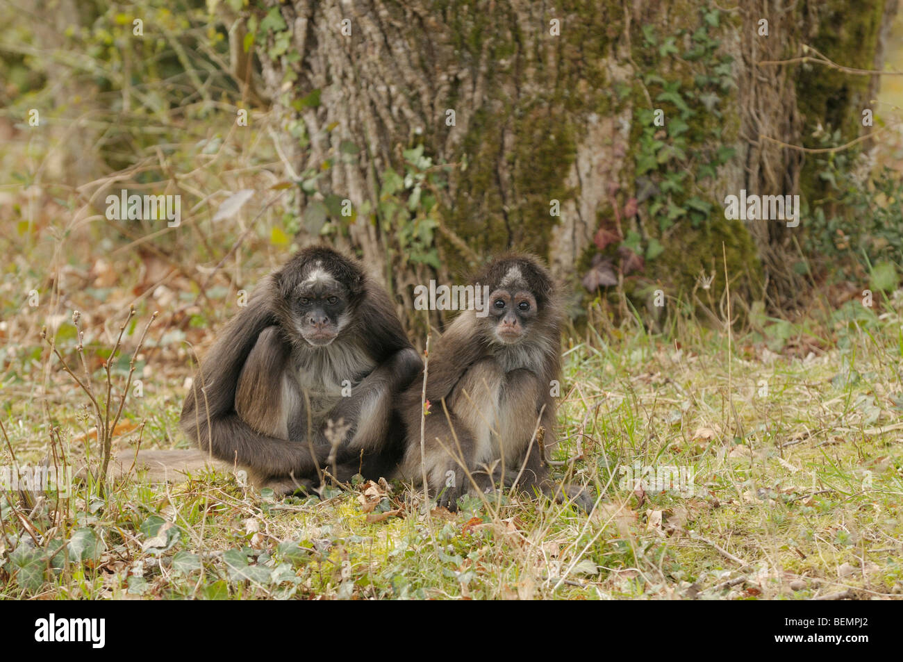 Bianco-panciuto scimmia ragno Ateles belzebuth femmina e baby captive Foto Stock