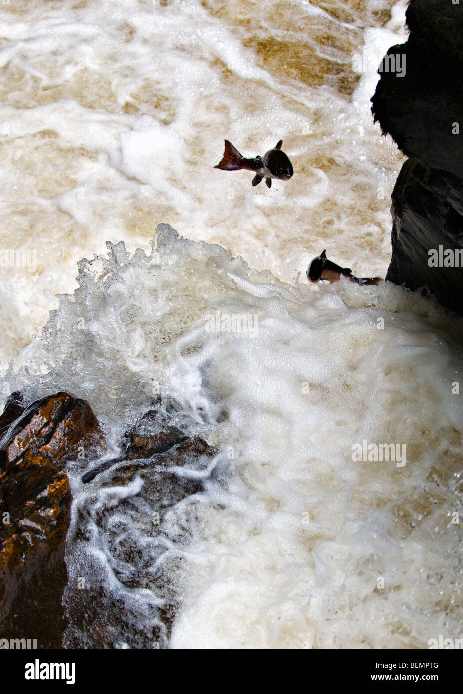 Il salmone selvatico salta in alto il nero Linn cascata, River Braan presso l'eremo, dunkeld, Perthshire in Scozia in autunno Foto Stock