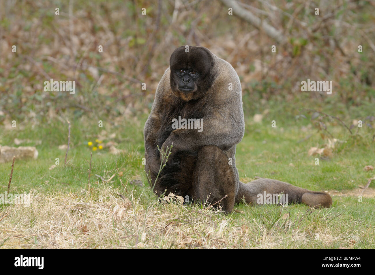 Lanosi scimmia Lagothrix lagotricha prigioniero maschio Foto Stock