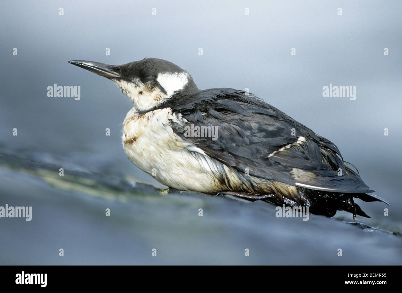 Murre comune / comune Guillemot (Uria aalge) pinguini coperti di olio dopo la fuoriuscita di olio lavato sulla spiaggia lungo la costa del Mare del Nord Foto Stock