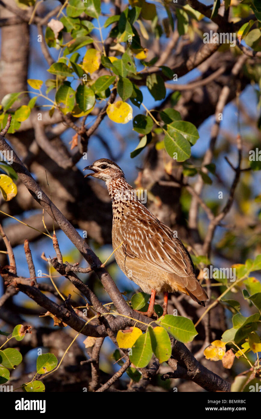 Crested Francolin (Francolinus Sephaena). In un albero, in allerta, chiamata come un avviso quando i predatori sono nelle vicinanze. Foto Stock