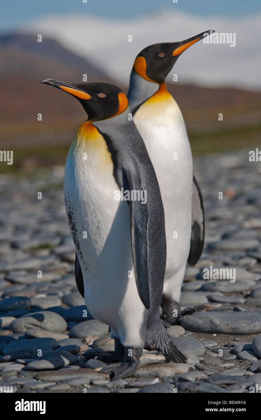 Pinguino reale coppia, Aptenodytes patagonicus, comportamento di corteggiamento, Salisbury Plain, Georgia del Sud e Oceano Atlantico. Foto Stock