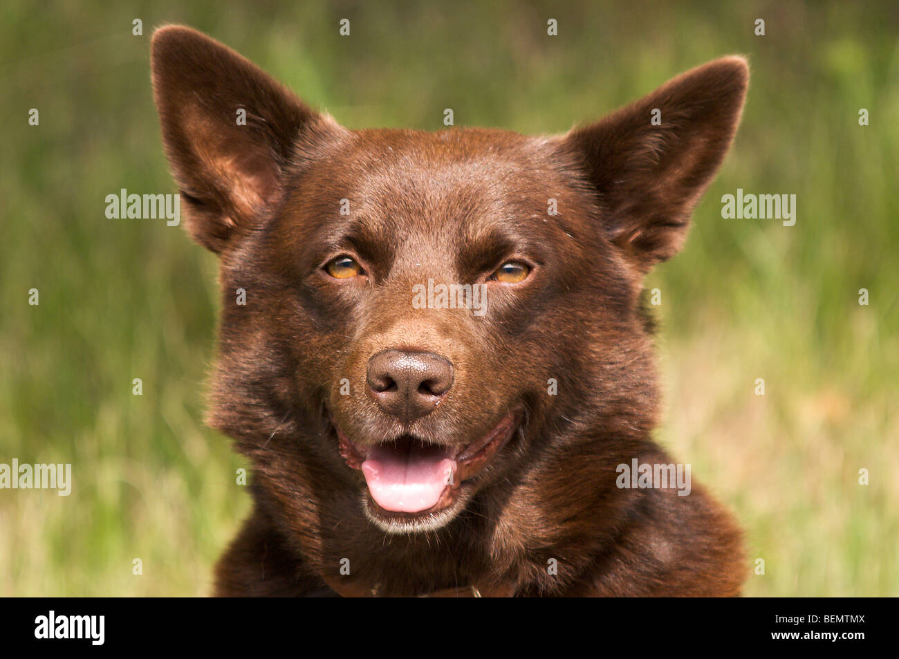 Kelpie Foto Stock