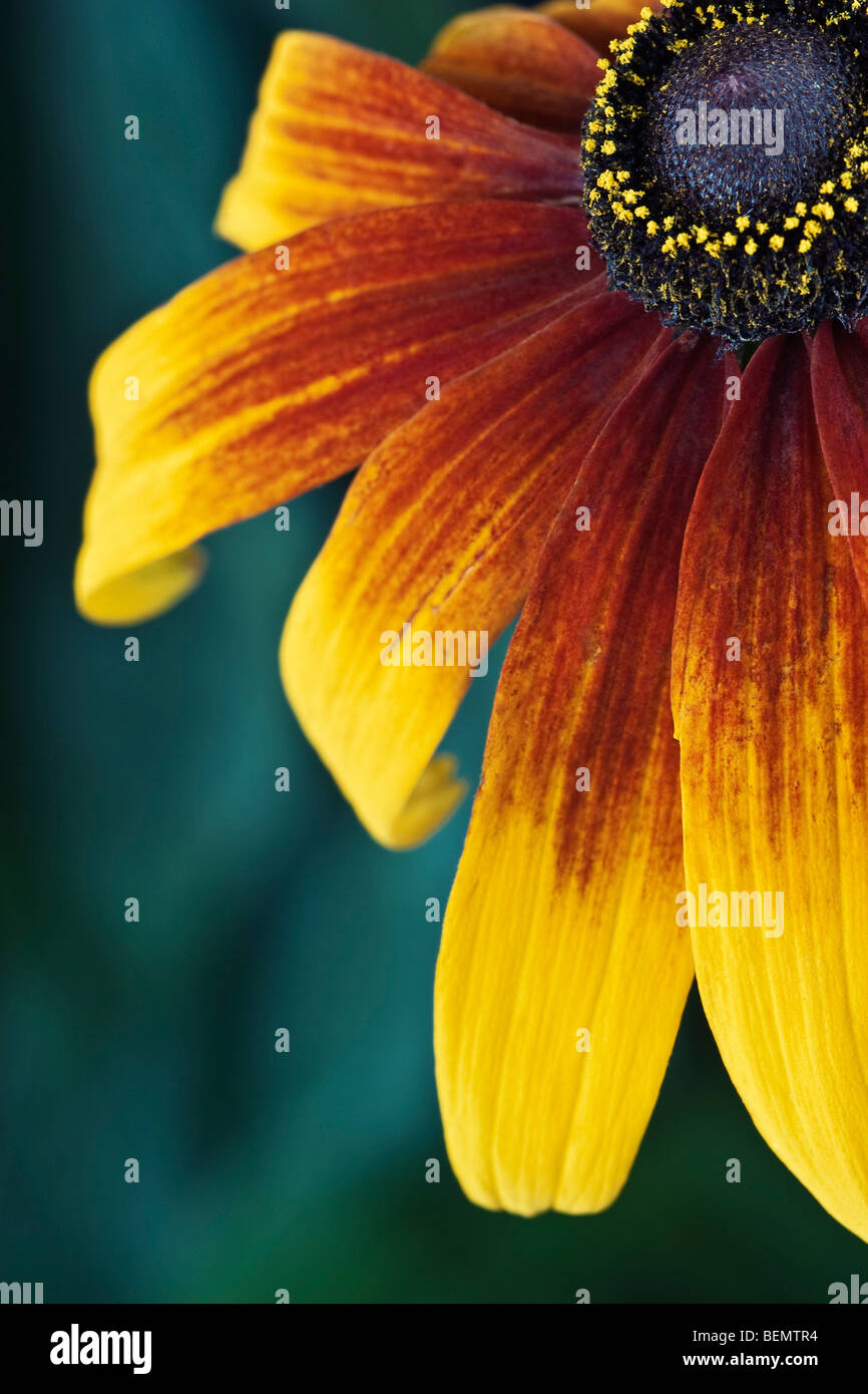 Rudbeckia [Gloriosa Daisy] close-up Foto Stock