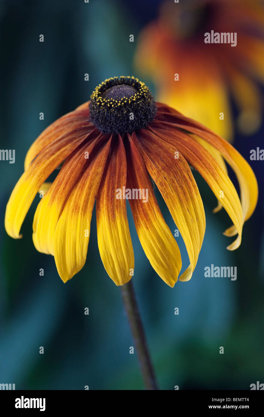 Rudbeckia [Gloriosa Daisy] Foto Stock