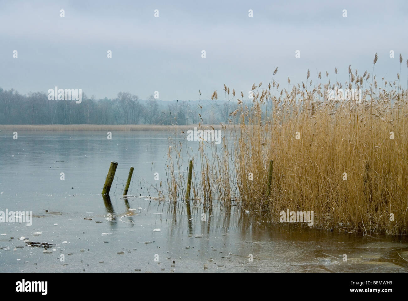 Pettini a Frensham Laghetto in Surrey con il lago congelato Foto Stock