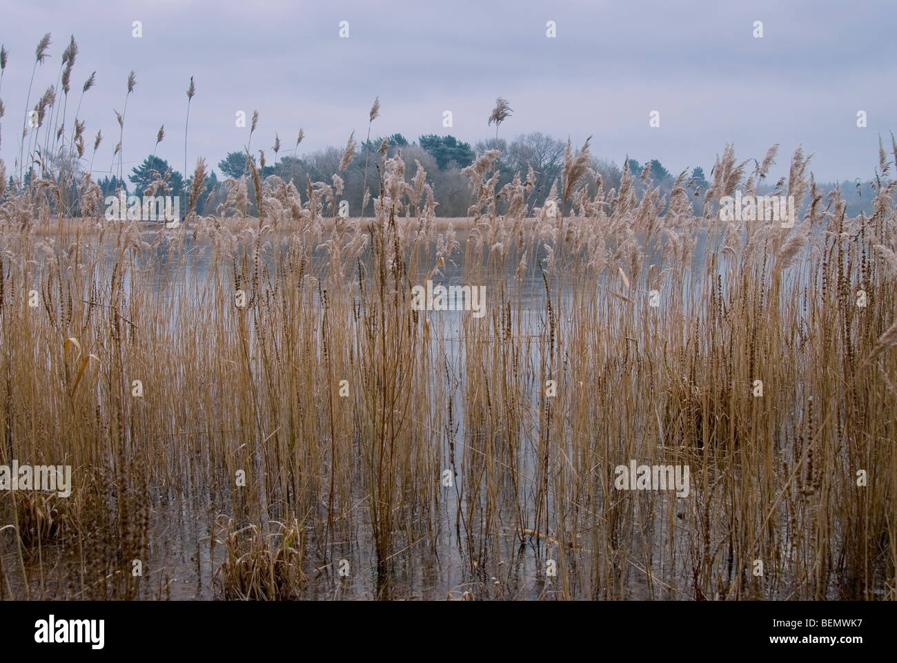 Reed sulla riva del piccolo a Frensham Pond durante i primi giorni di gennaio quando il lago è ricoperto di ghiaccio Foto Stock