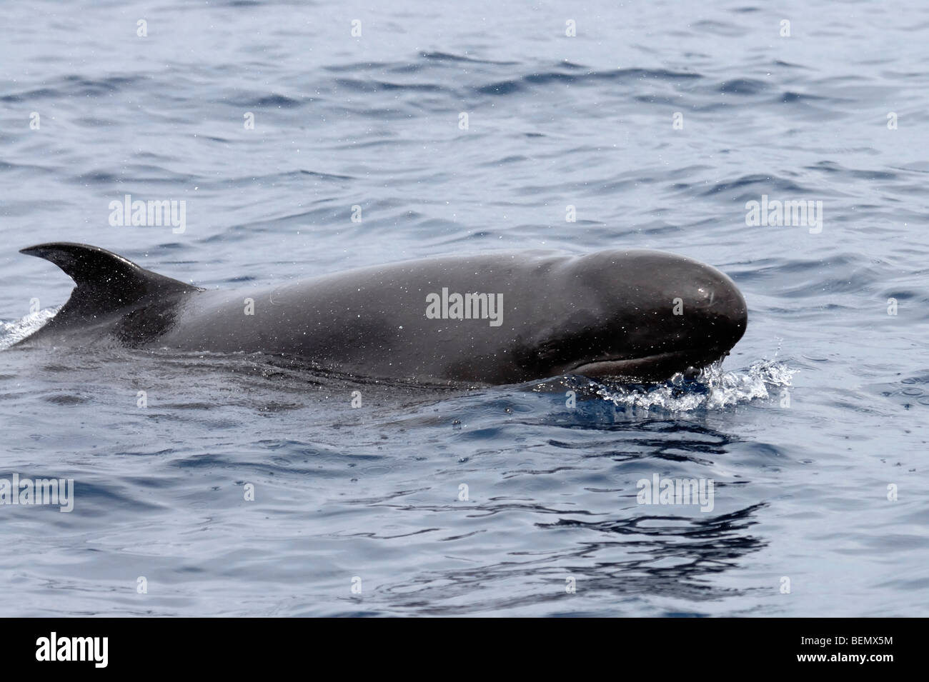 Falso Killer Whale, Pseudorca crassidens, superfici a destra accanto al whale watch barca, Maldive, Oceano Indiano. Foto Stock