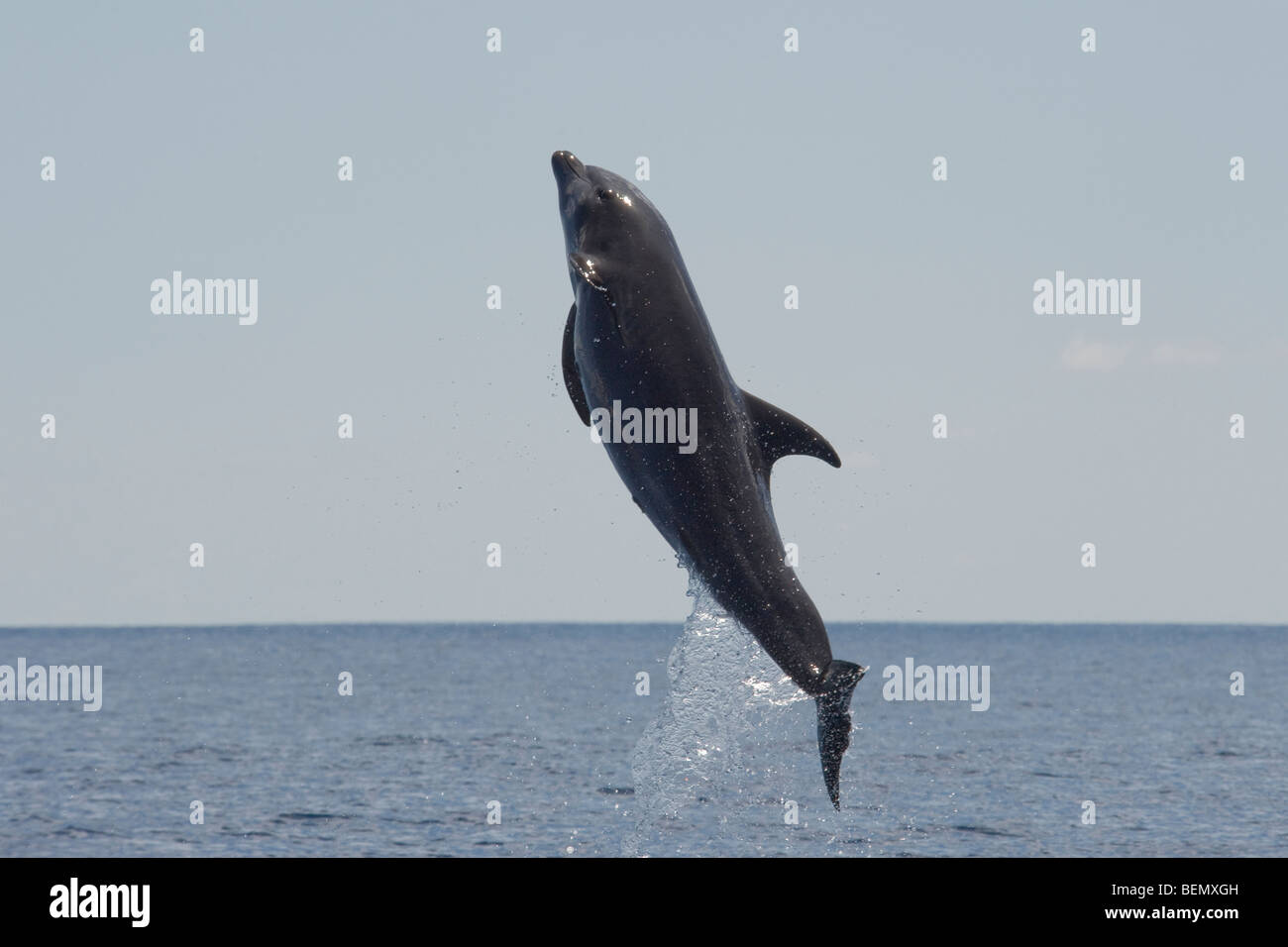 Comune di delfini tursiopi, Tursiops truncatus. Costa Rica, Oceano Pacifico. Foto Stock