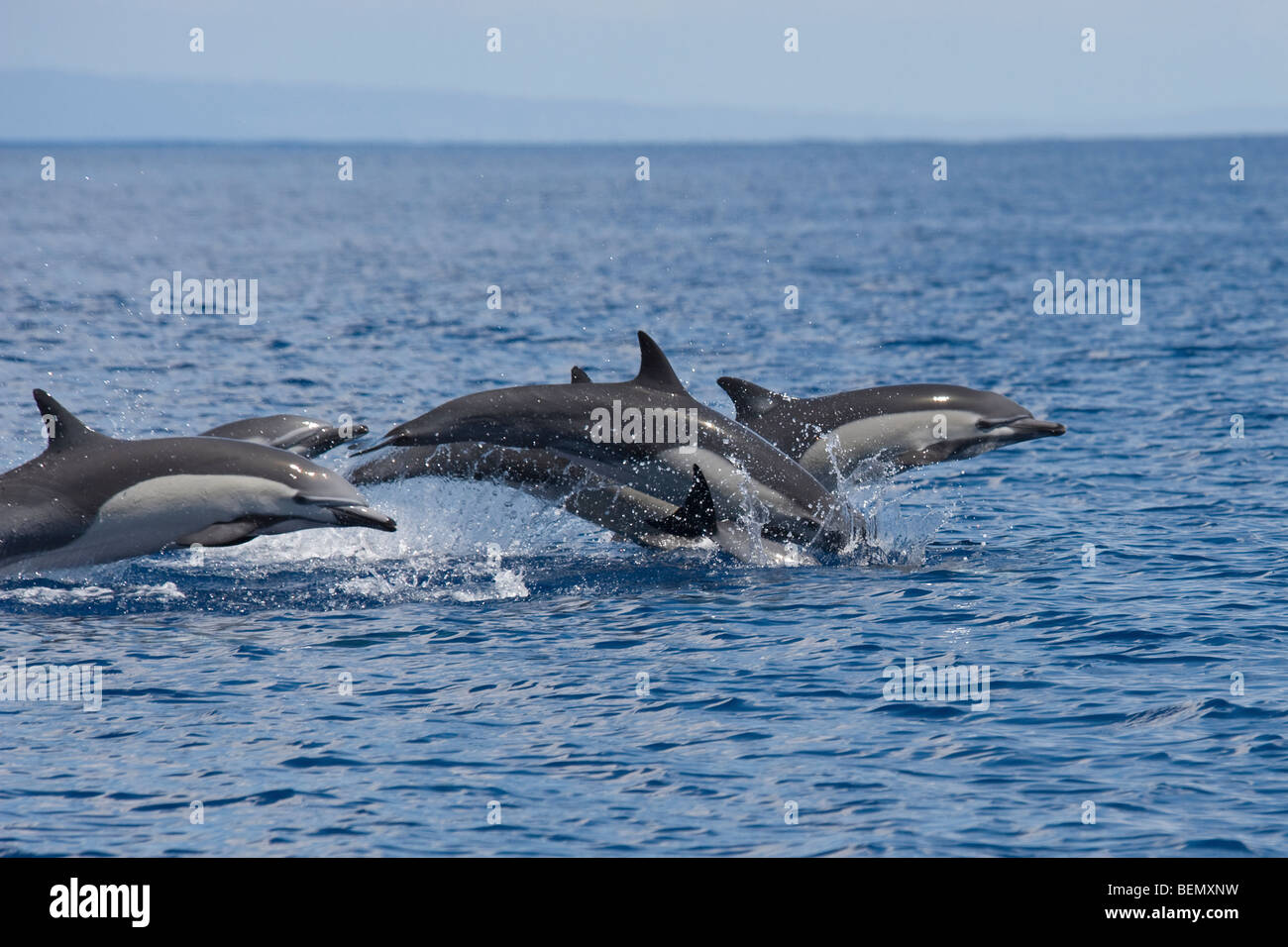 A breve becco delfino comune, Delphinus delphis. Costa Rica, Oceano Pacifico. Foto Stock