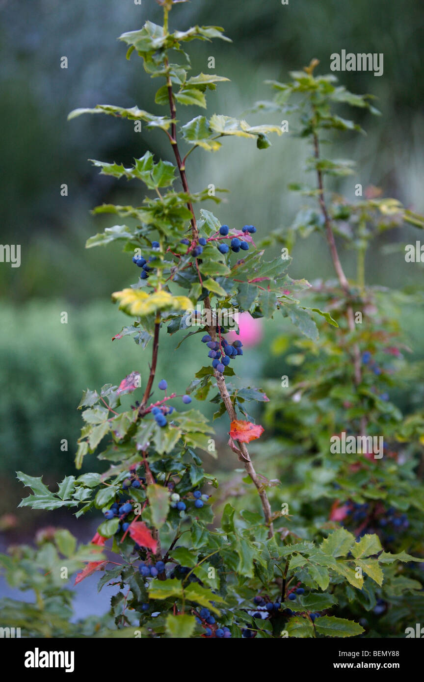 UVIC, Garry Oak Prato Progetto di restauro, alto Oregon-UVA (Mahonia aquifolium) Foto Stock