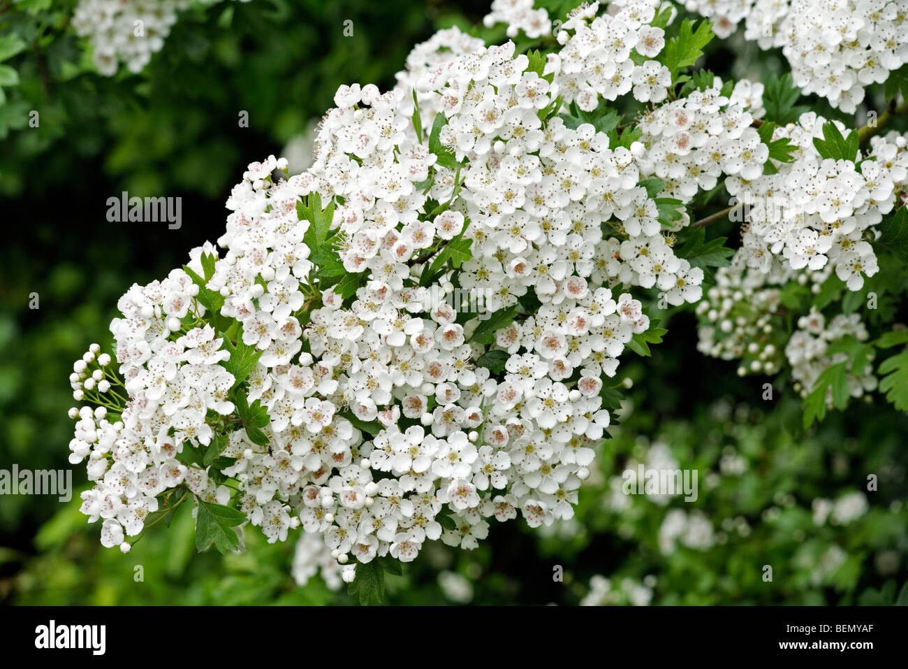 Unico comune-seminati fioritura biancospino (Crataegus monogyna) in primavera Foto Stock