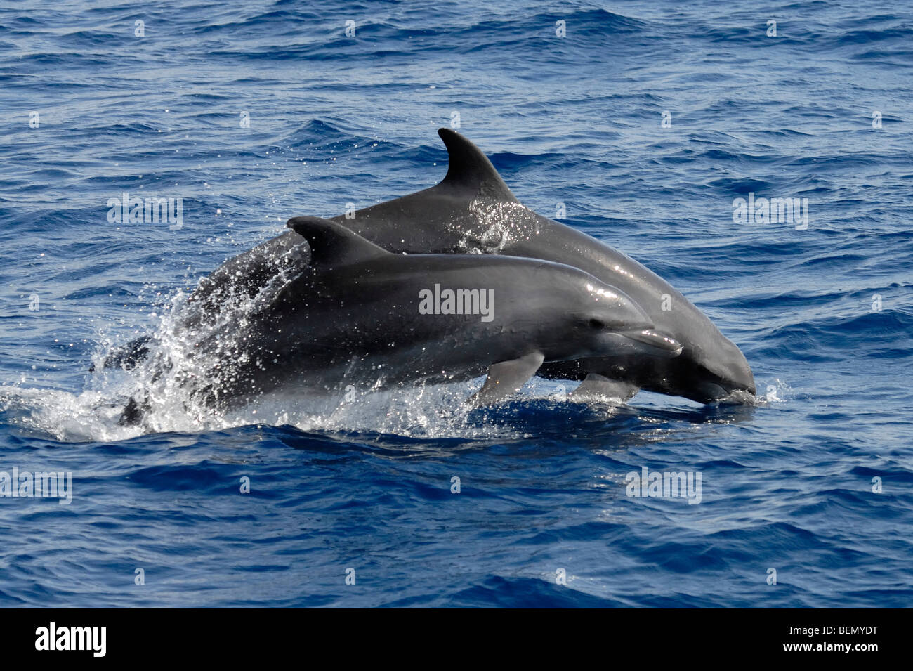 Comune di delfini tursiopi, Tursiops truncatus. Maldive, Oceano Indiano. Foto Stock