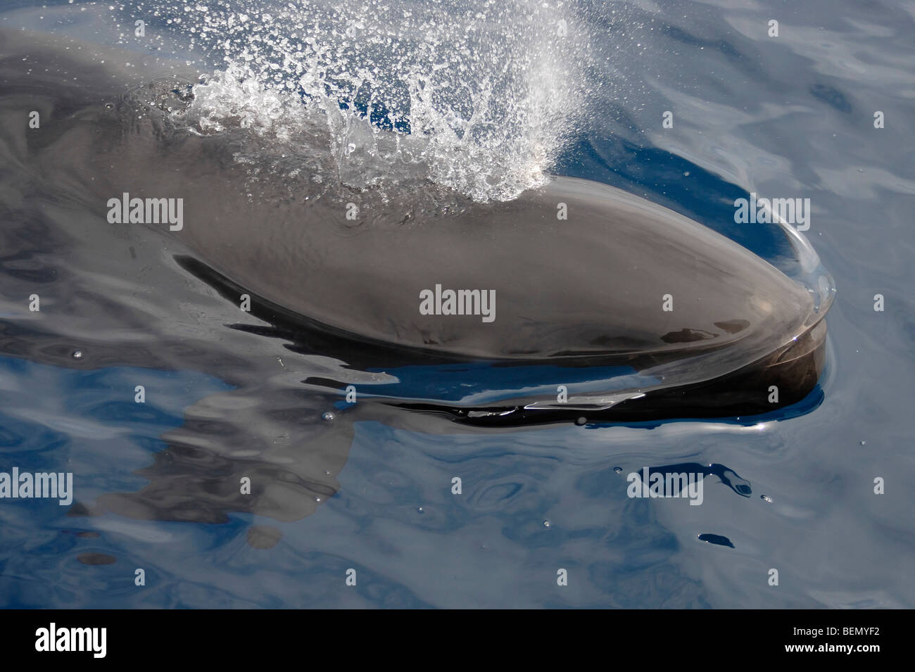 Falso Killer Whale, Pseudorca crassidens, superfici a destra accanto al whale watch barca, Maldive, Oceano Indiano. Foto Stock