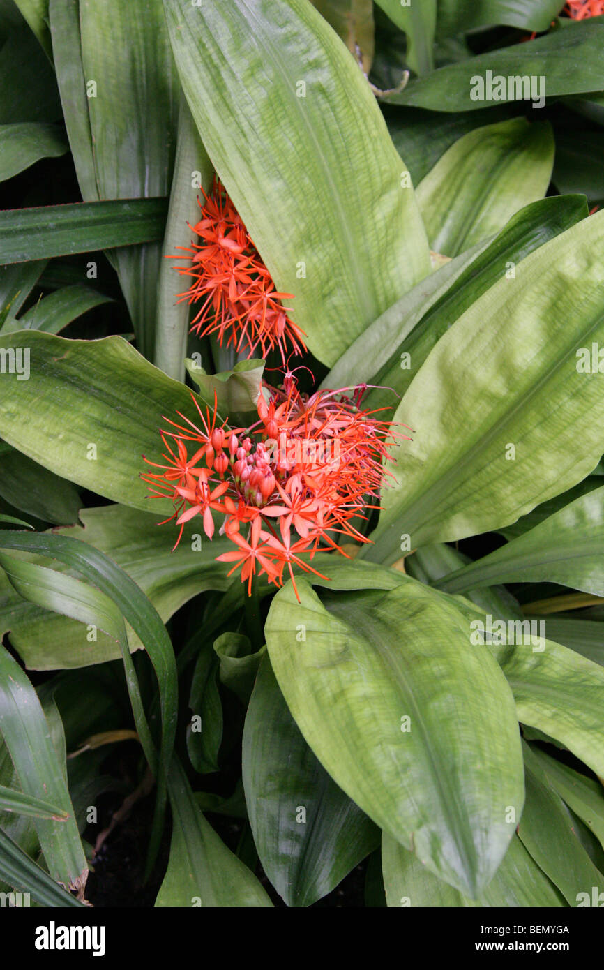 Giglio di sangue, Scadoxus cinnabarinus, Amaryllidaceae, tropicali West Africa Foto Stock