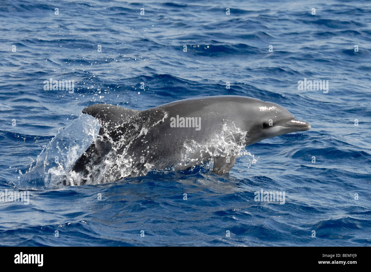 Comune di delfini tursiopi, Tursiops truncatus, Maldive, Oceano Indiano. Foto Stock