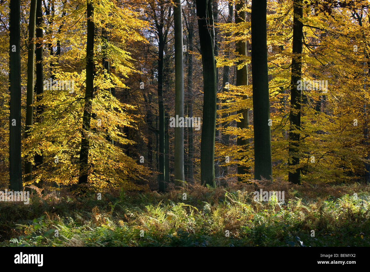 Alberi di faggio (Fagus sylvatica) nella Foresta di Soignies in autunno, Bruxelles, Belgio Foto Stock