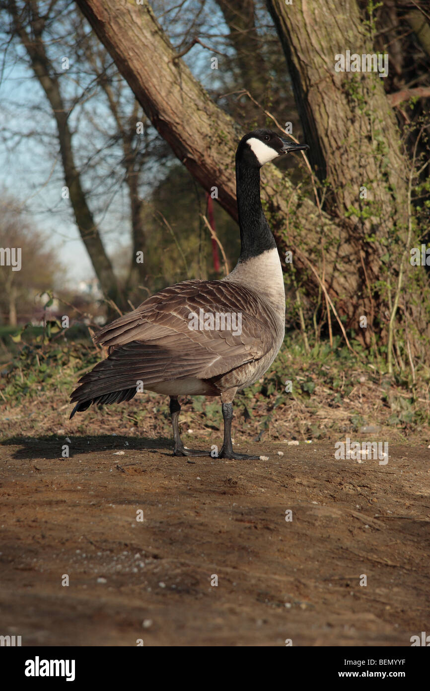 Canada Goose con atteggiamento. Foto Stock