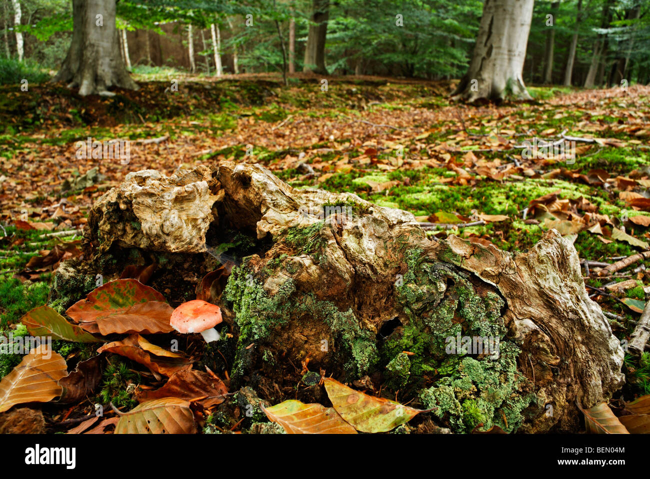 Il sickener / Emetici Russula / vomito (Russula emetica Russula) nella foresta di faggio Foto Stock