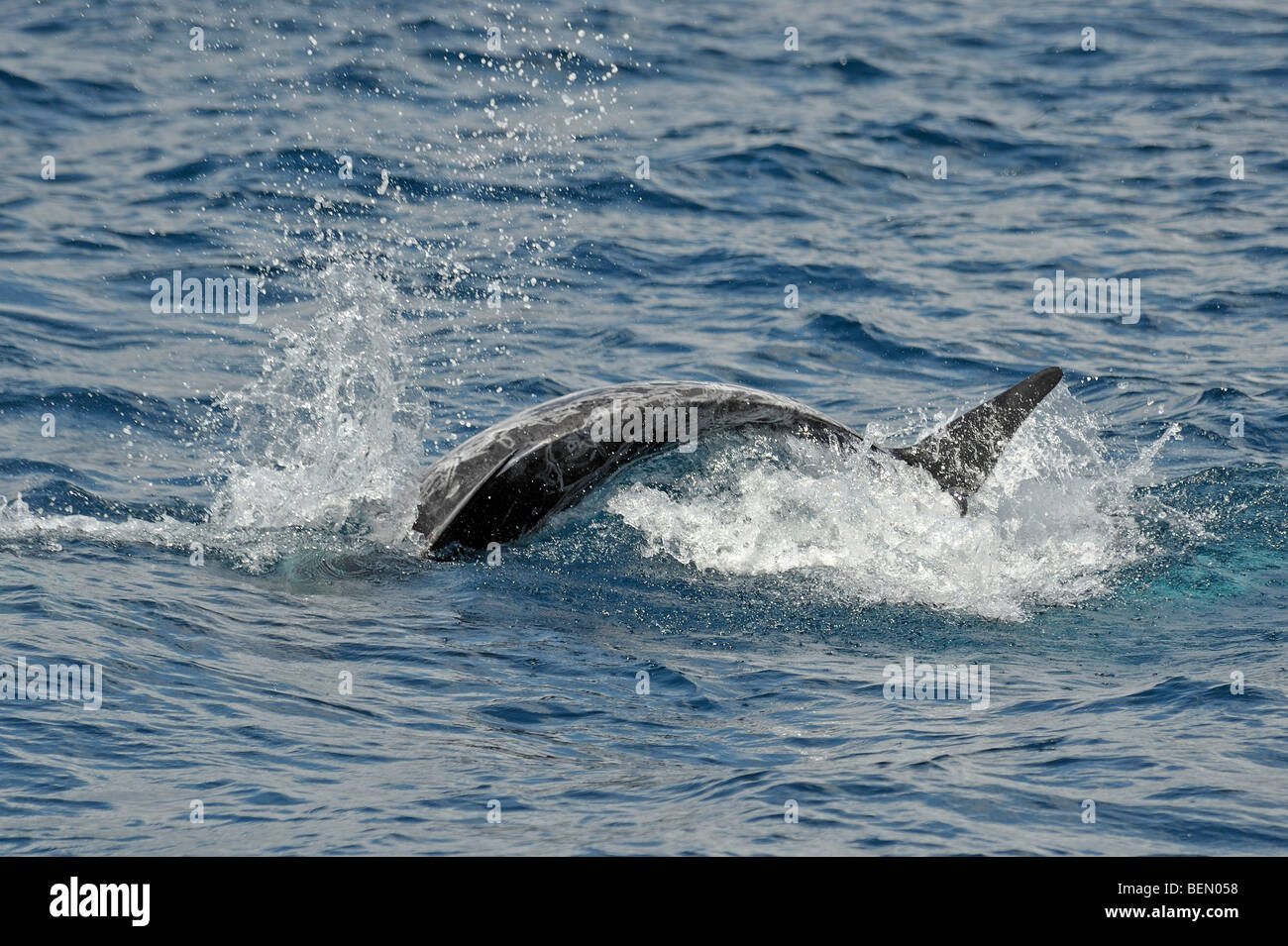 Risso, Dolphin Grampus griseus affiorante sul suo lato sinistro & destro mostra fluke, Azzorre, Oceano Atlantico. Foto Stock