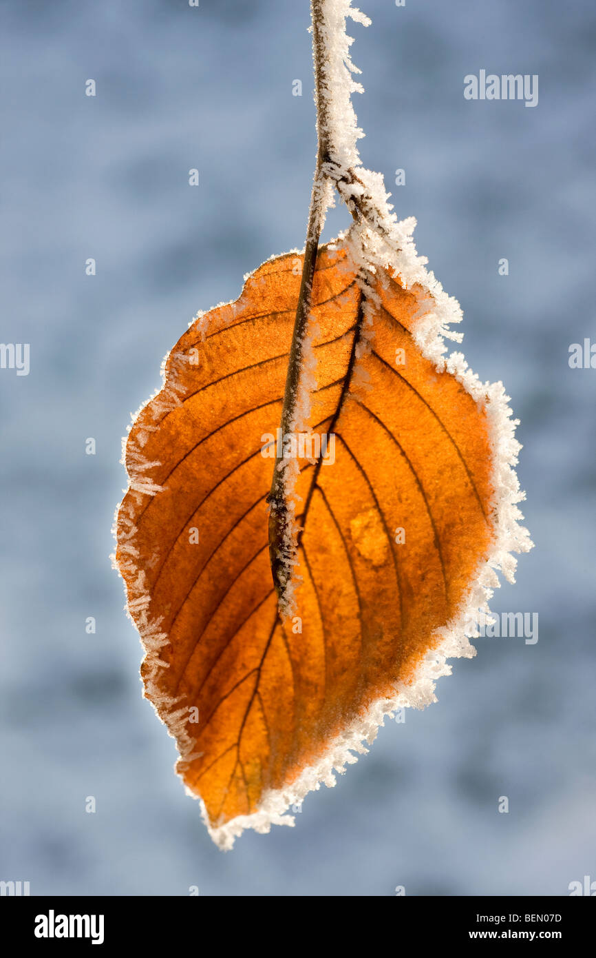 Foglia di faggio (Fagus sylvatica) coperto di brina in inverno, Belgio Foto Stock
