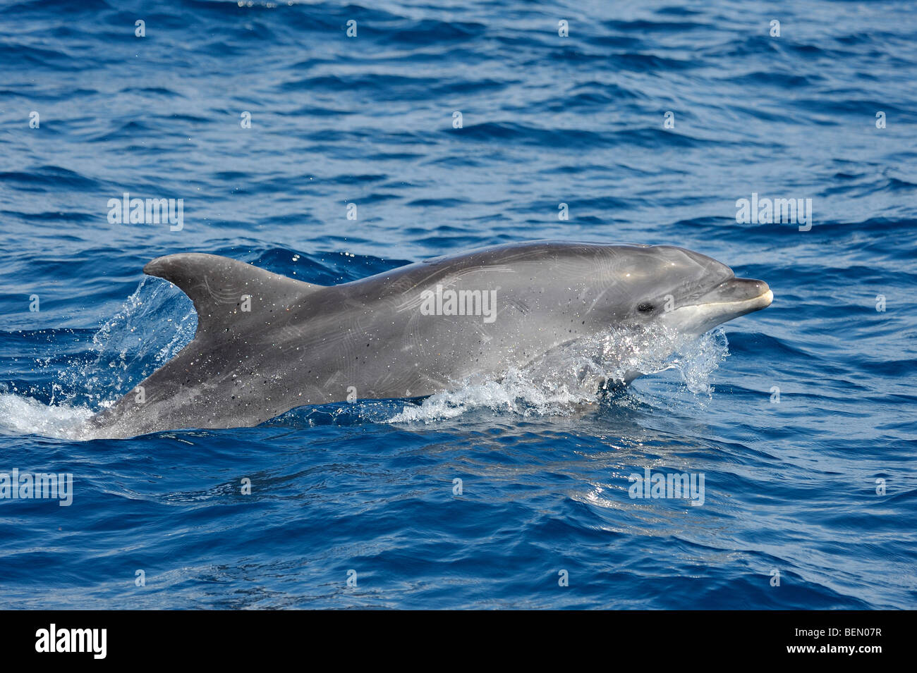 Comune di delfini tursiopi, Tursiops truncatus, porpoising. Azzorre, Oceano Atlantico. Foto Stock