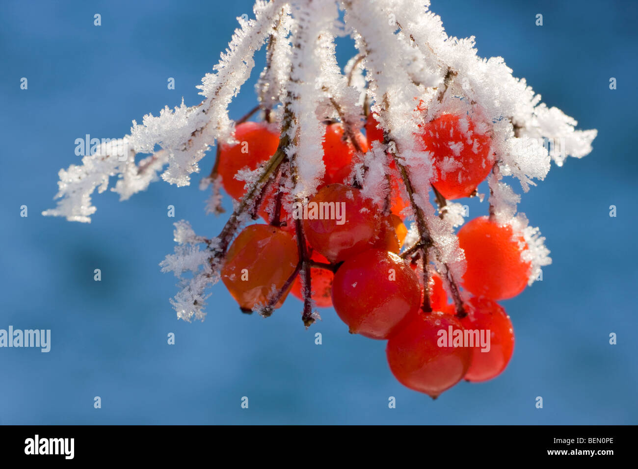 Viburno Rose / acqua Elder / crampi corteccia / Snowbell Tree (Viburnum opulus) Bacche rosse coperto di brina in inverno Foto Stock