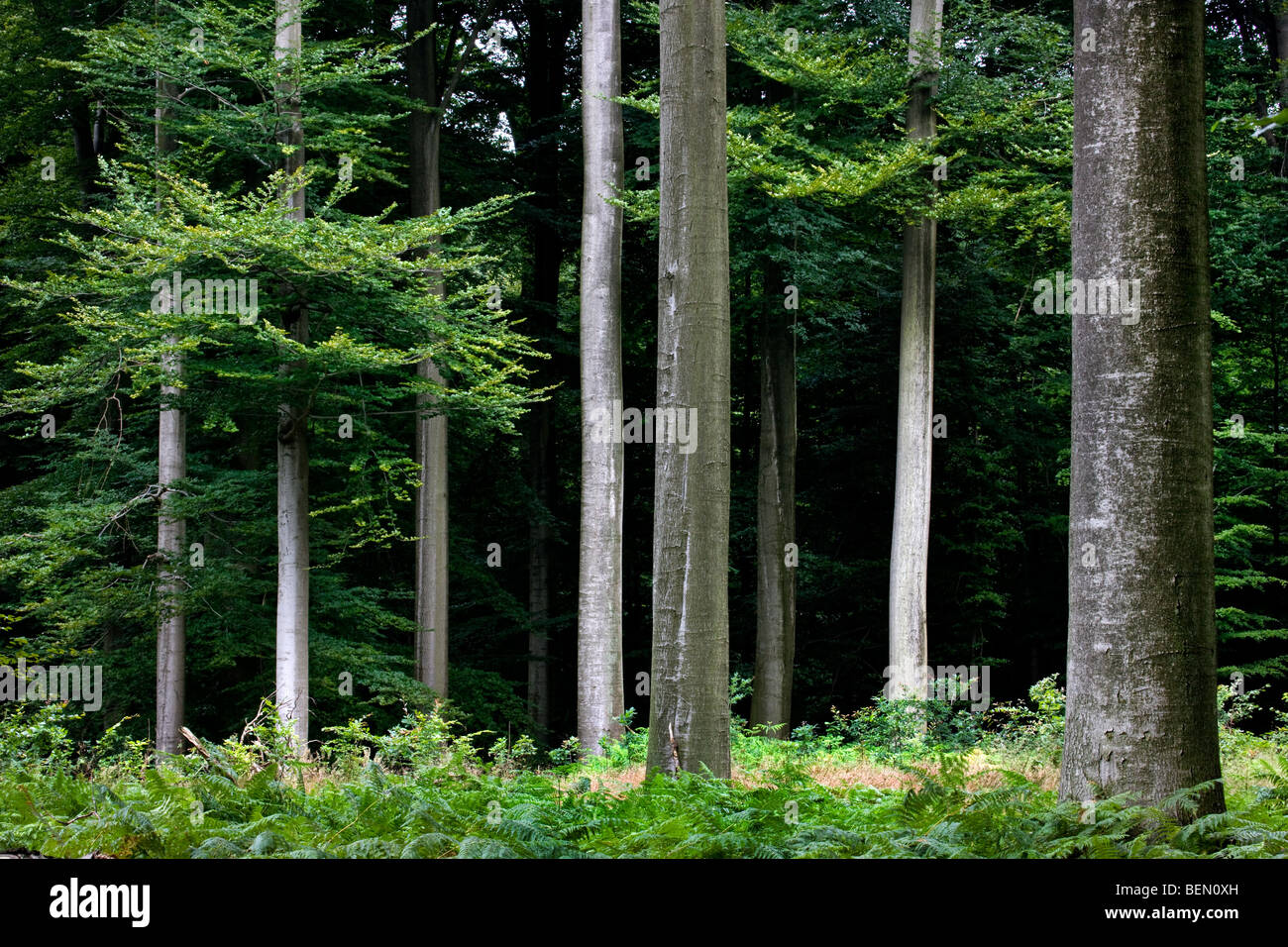 Alberi di faggio (Fagus sylvatica) nella Foresta di Soignies, Bruxelles, Belgio Foto Stock