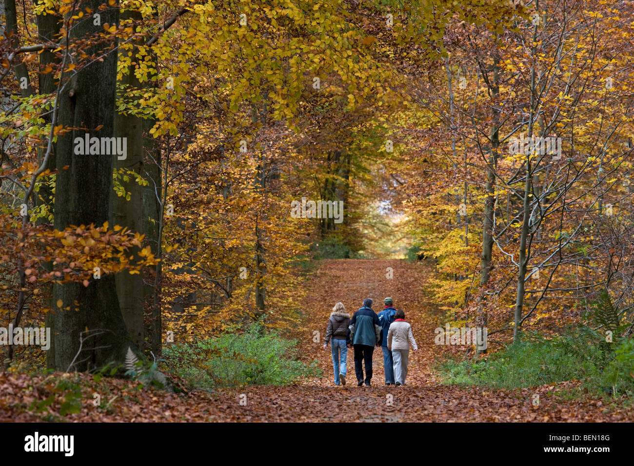 Walkers nel bosco di faggio (Fagus sylvatica) nella Foresta di Soignies in autunno, Bruxelles, Belgio Foto Stock