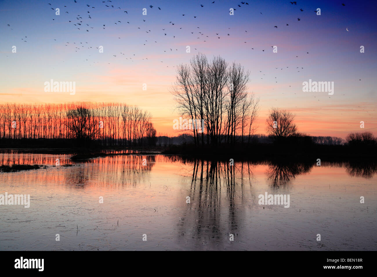 Gli uccelli sopra il lago in inverno nella riserva naturale Il Blankaart al tramonto, Belgio Foto Stock