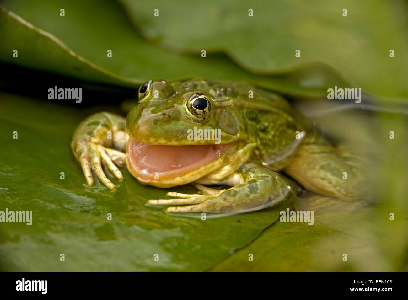 Chiricahua Leopard Frog (Rana chiricahuensis) - Arizona - USA - La deglutizione la sua pelle shed - anche Ramsey Canyon rana di Leopard Foto Stock