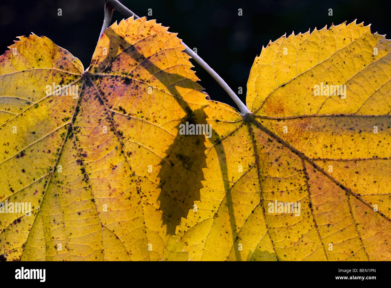 Comune di tiglio Tilia lascia in giallo i colori autunnali Foto Stock