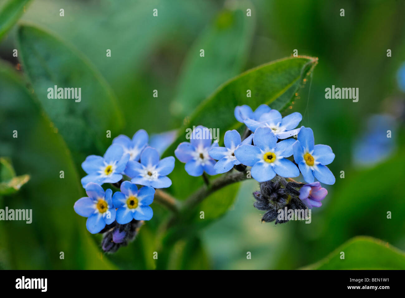 Dimenticare di legno-me-non (Myosotis sylvatica) in fiore nella foresta in primavera Foto Stock
