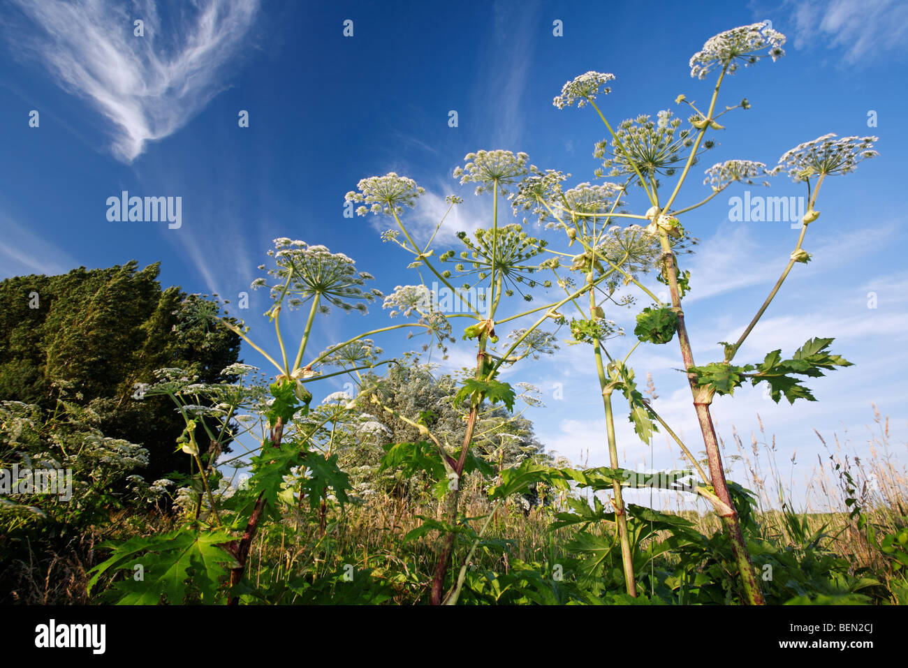 Hogweed comune (Heracleum sphondylium), Belgio Foto Stock