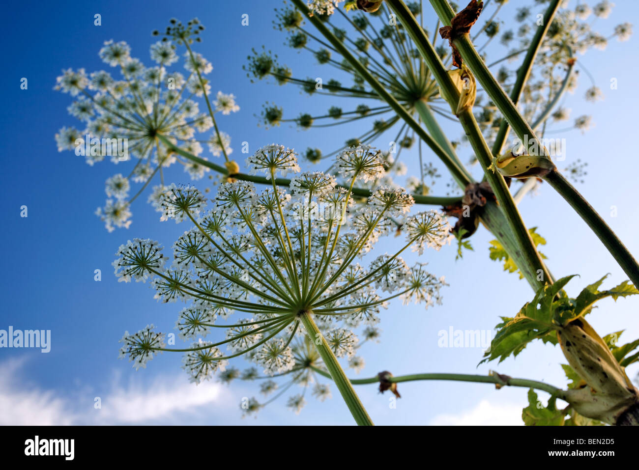Hogweed comune (Heracleum sphondylium), Belgio Foto Stock