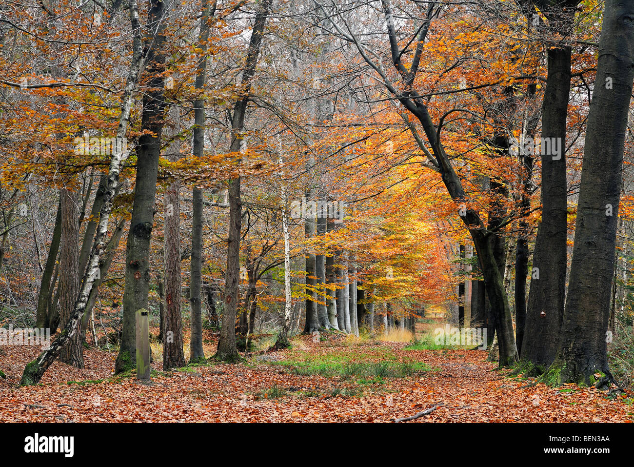 Forest avenue in colori autunnali, Belgio Foto Stock