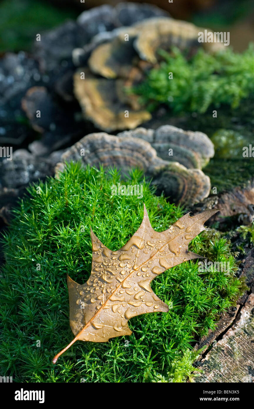 Il nord di quercia rossa foglie e molte zone polypore / Turchia la staffa di coda (fungo Coriolus / Trametes versicolor) crescente sul moncone Foto Stock