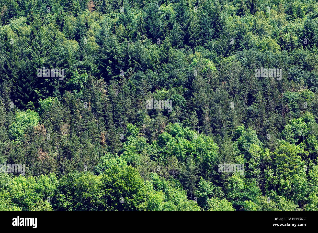 Misto di latifoglie e la foresta di conifere nelle Ardenne belghe, Belgio Foto Stock